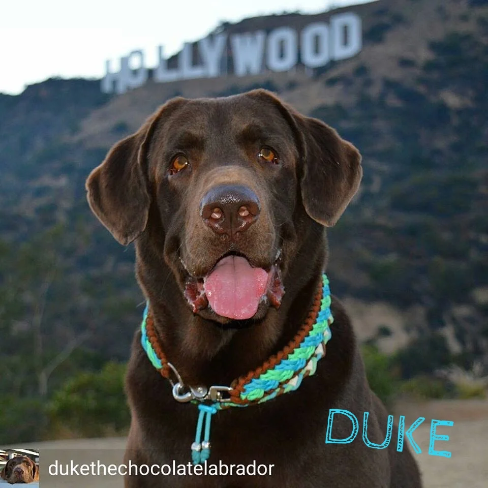 Duke Hollywood.jpg