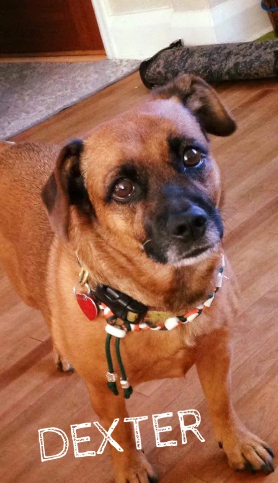 Dexter.jpg