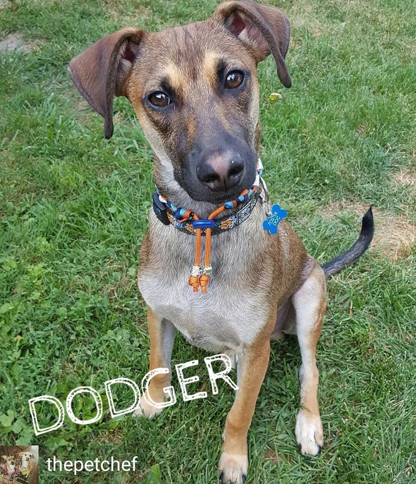 Dodger.jpg