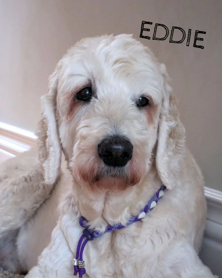 Eddie.jpg