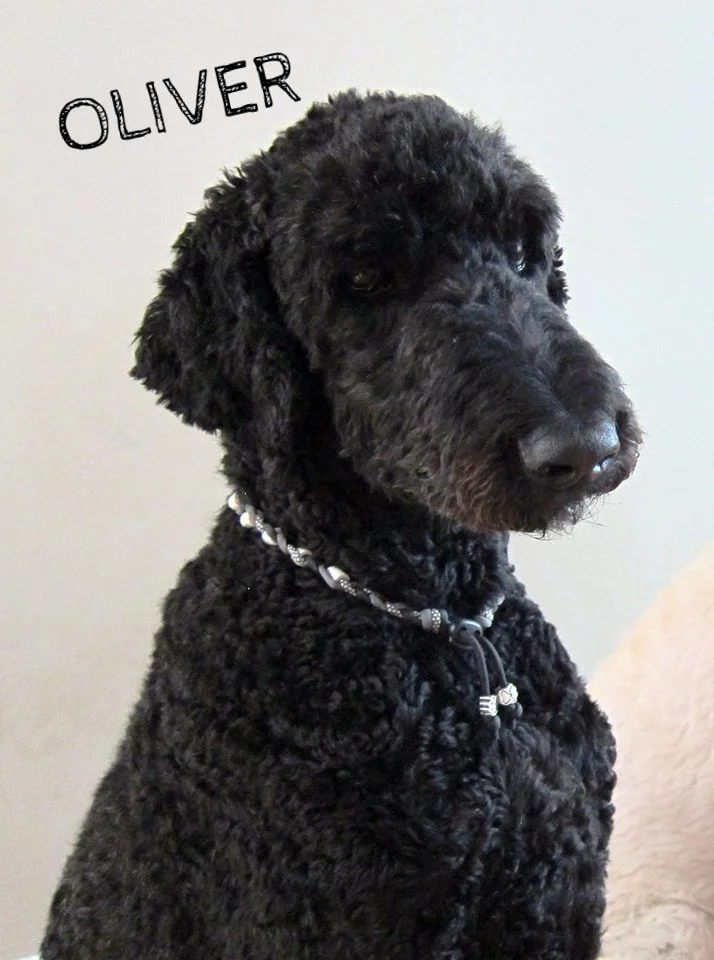Oliver.jpg