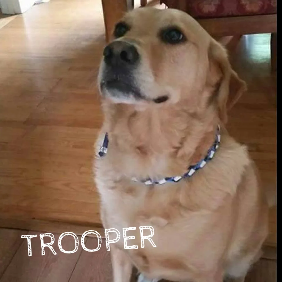 Trooper.jpg