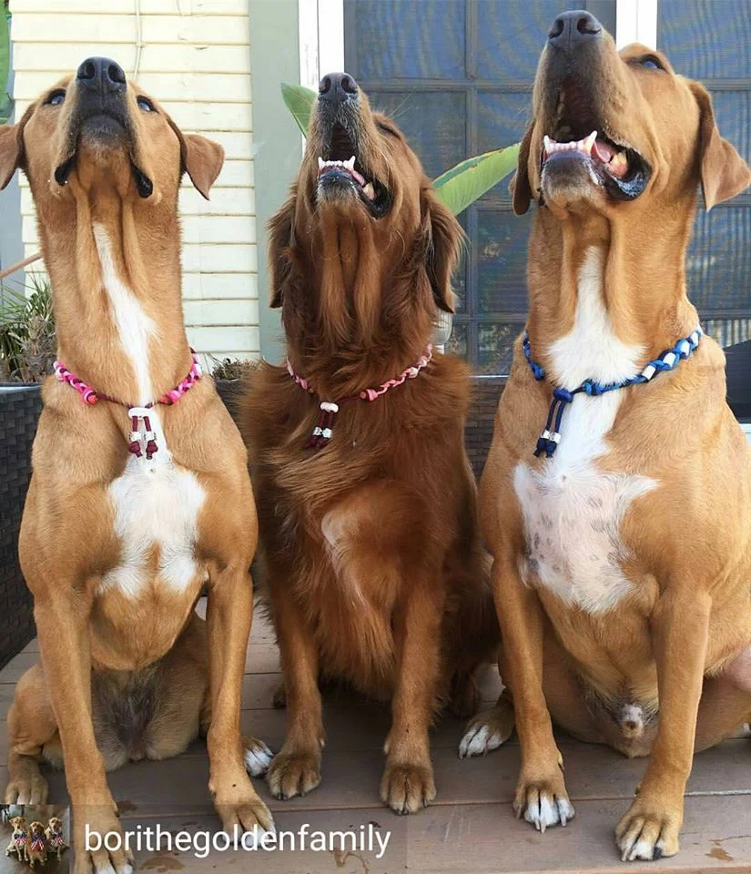 Bori, Juni, Sunny.jpg