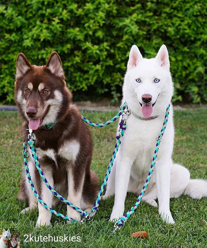 Kuma, Kiera.jpg