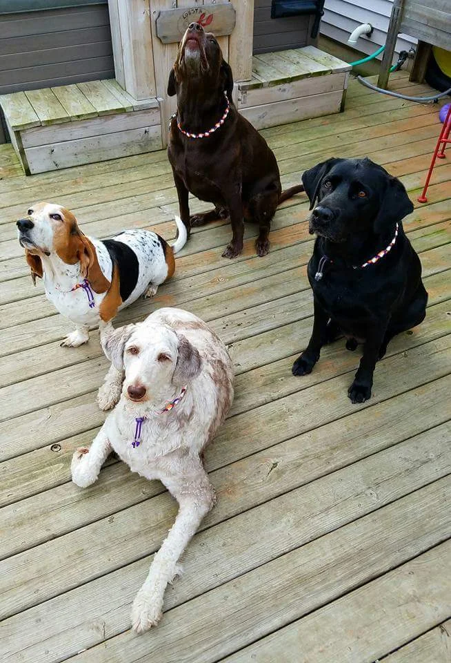 Shasta, Gretchen, Jack, Tucker.jpg