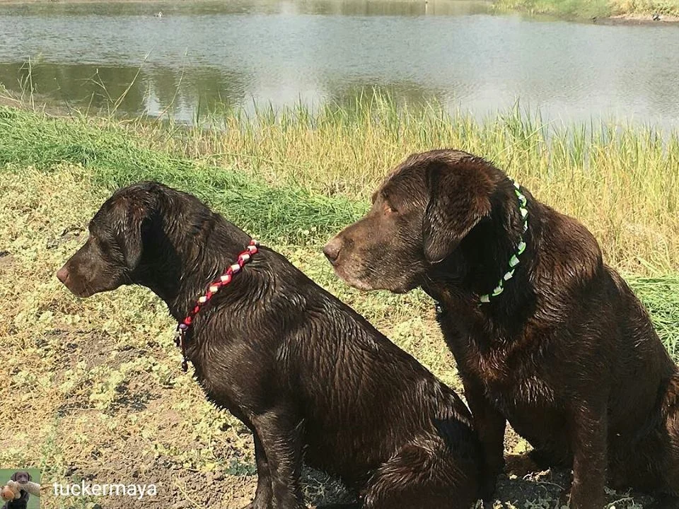 Tucker and Maya.jpg