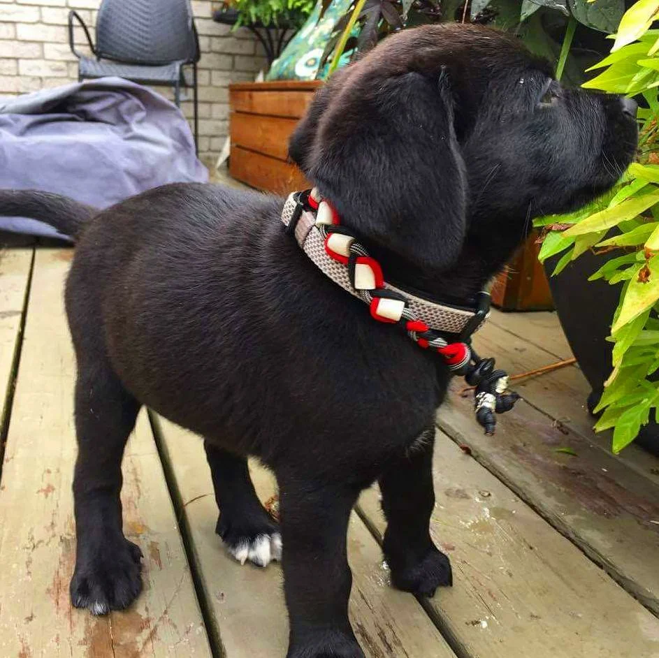 Wilson Lab Pup.jpg