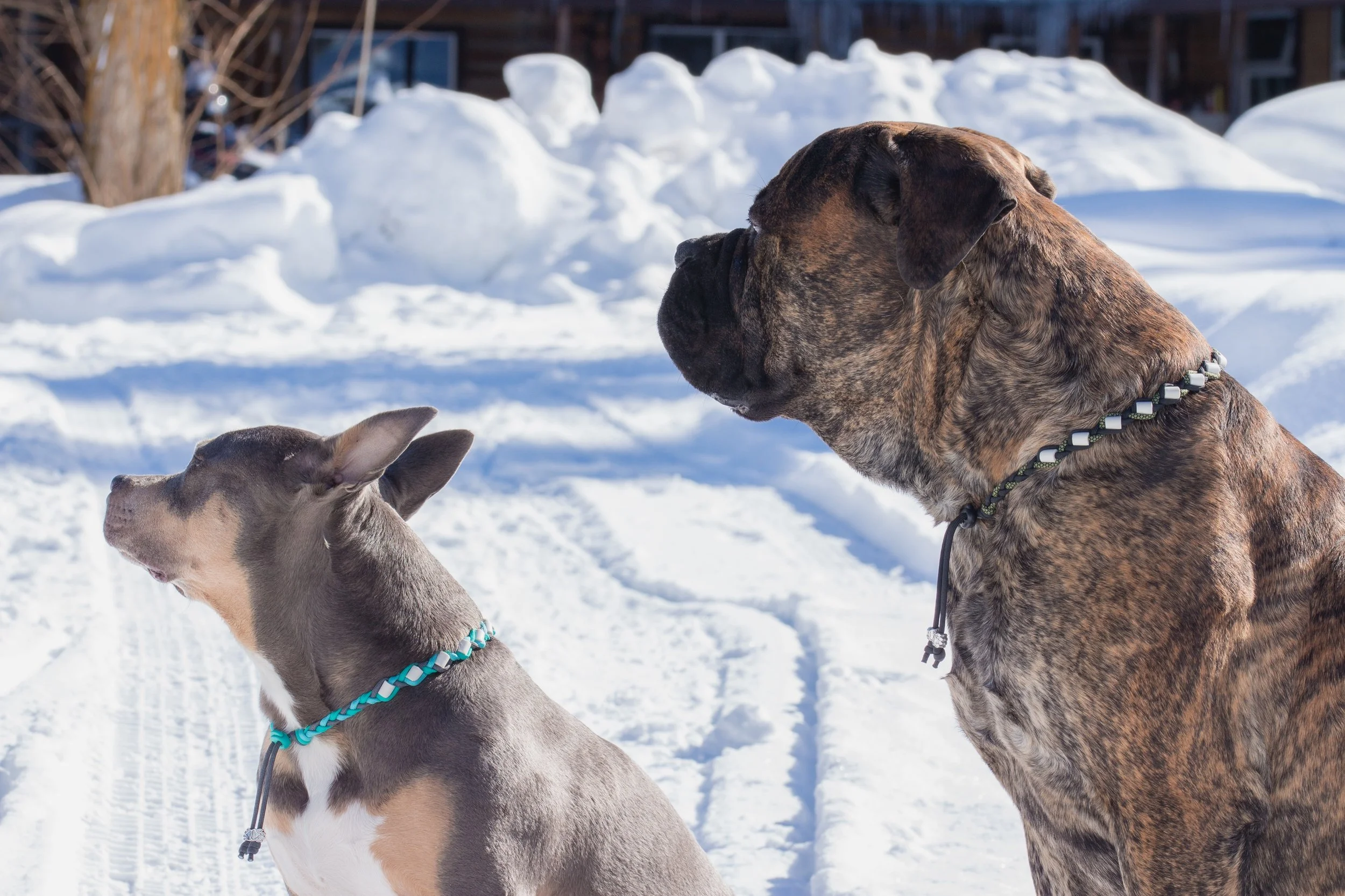 Burton and Sava EM collars.jpeg