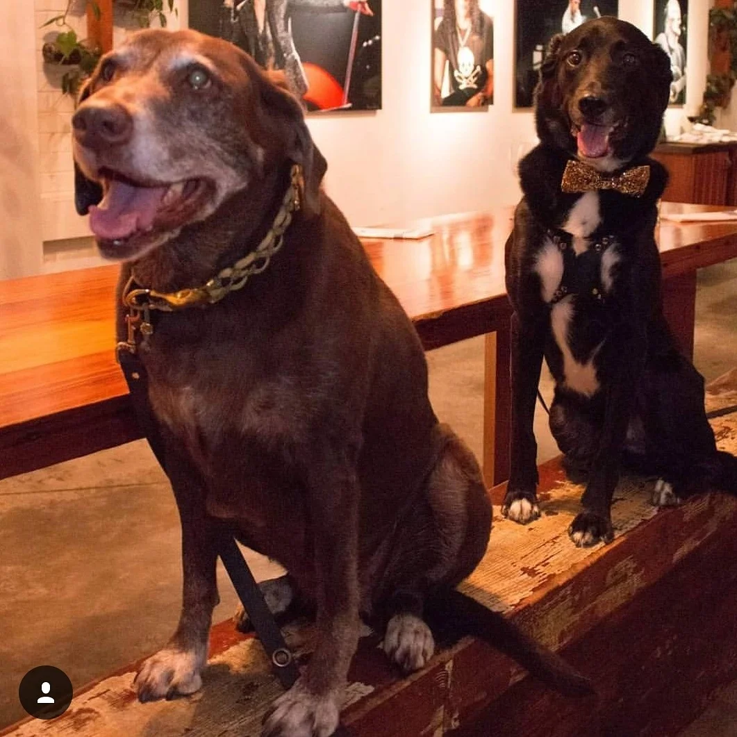 Cali ORNATE collar.jpg
