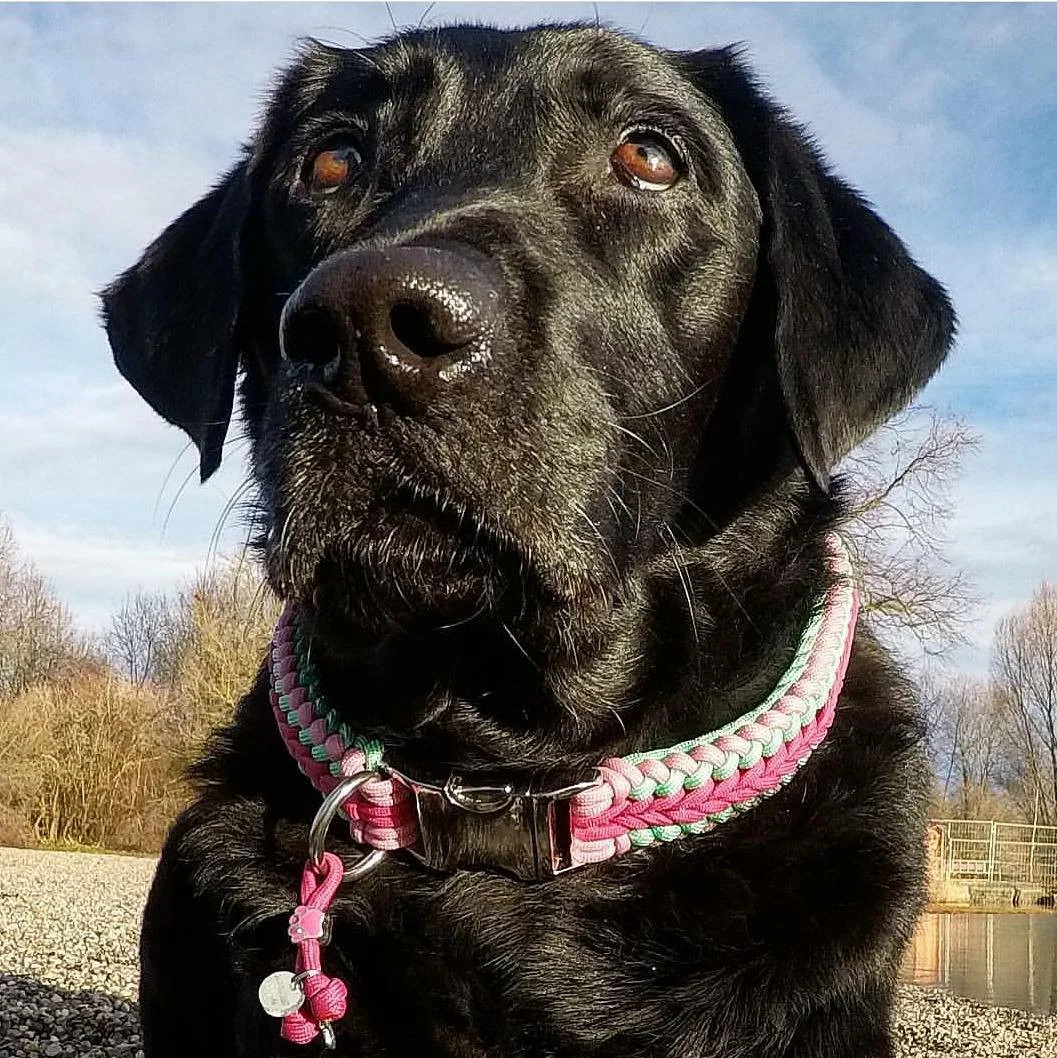 Chilly HOPE collar.jpg