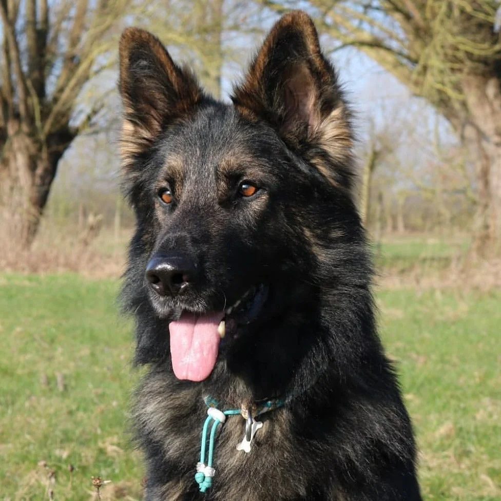 Cooper EM collar.jpg