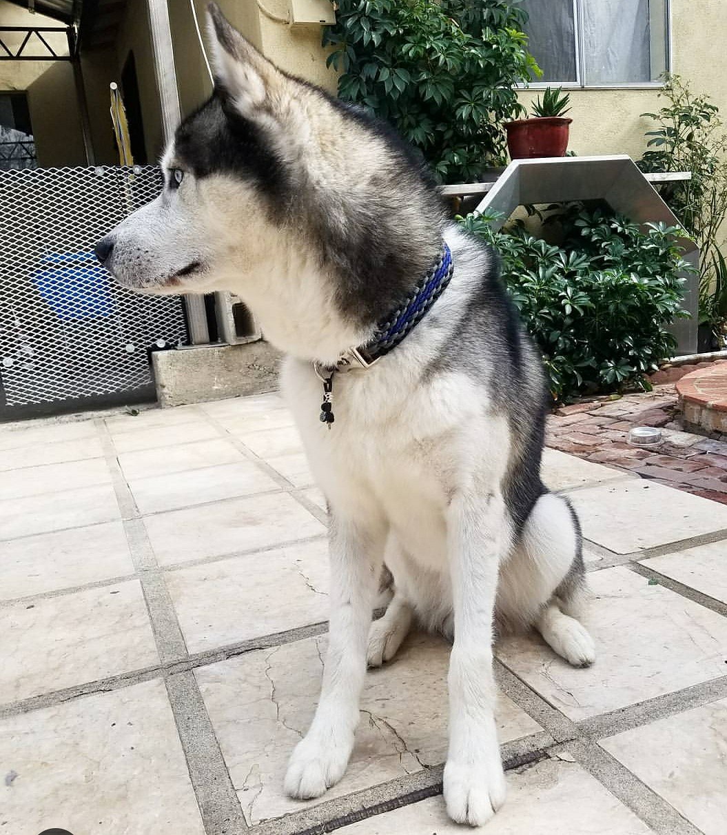 Dodger ETERNITY collar.jpg