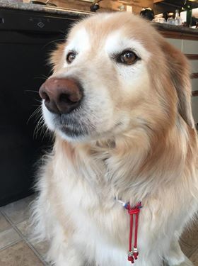 Jake EM collar.jpg