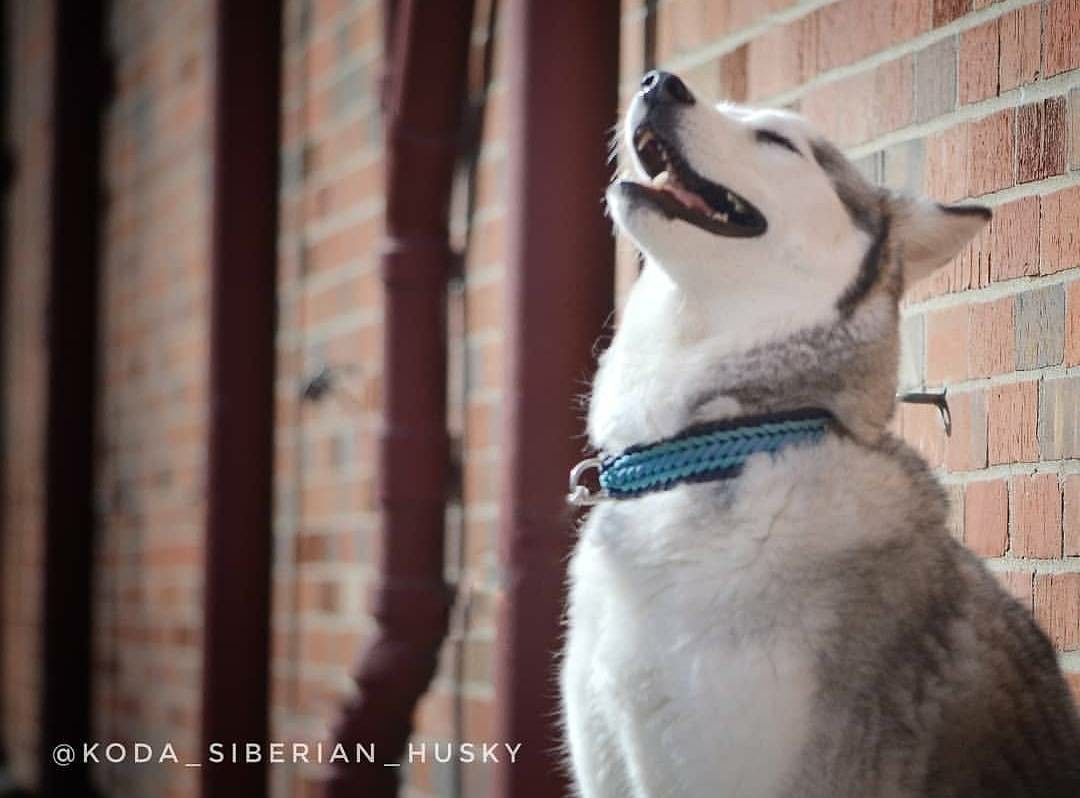 Koda SPICE collar.jpg