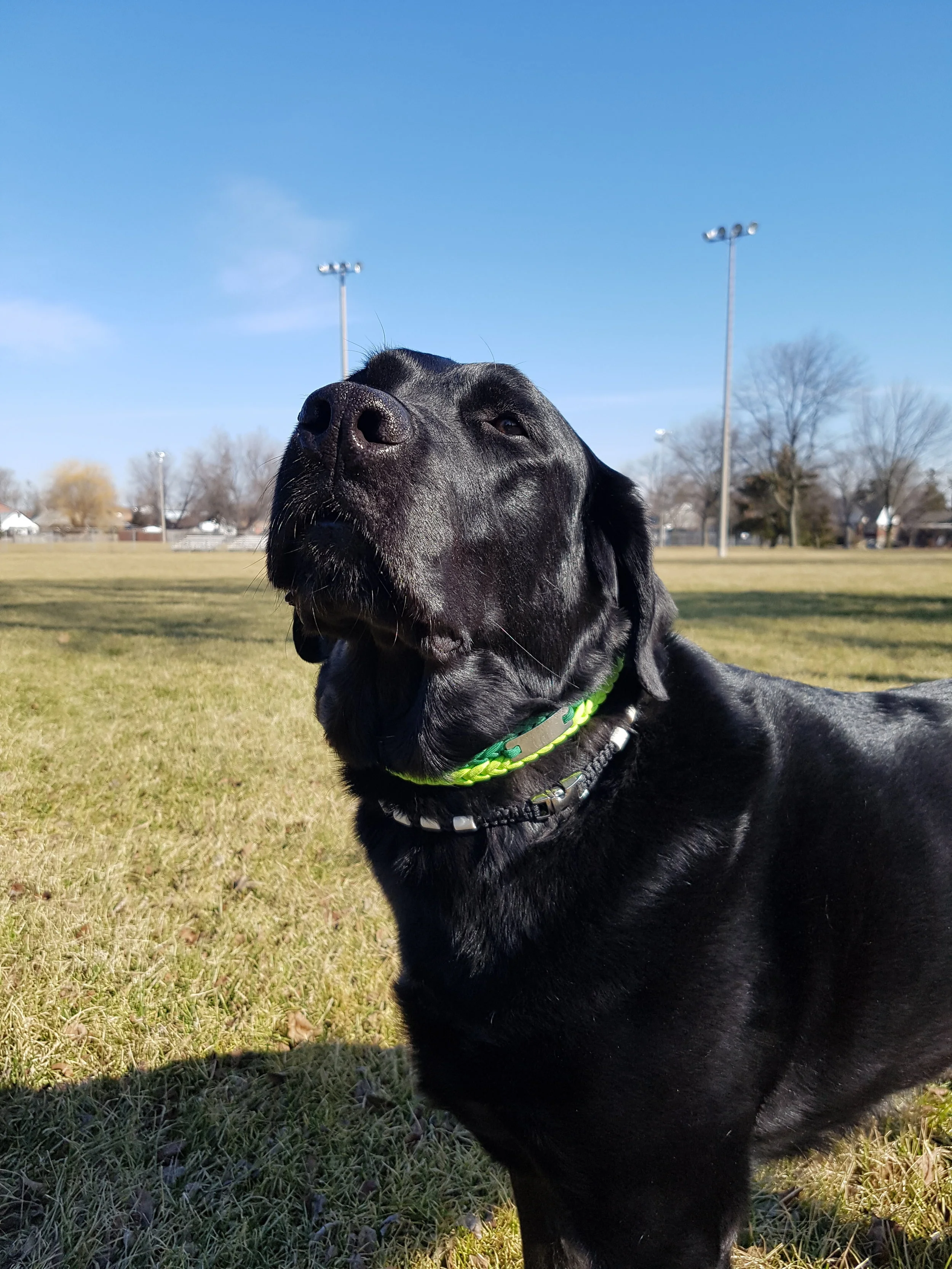Buddy 1.jpg