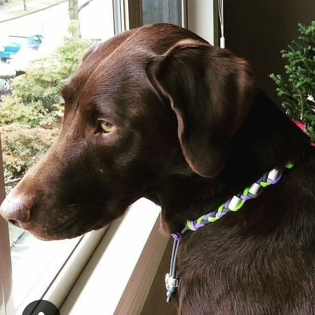 Nutella EM collar.jpg