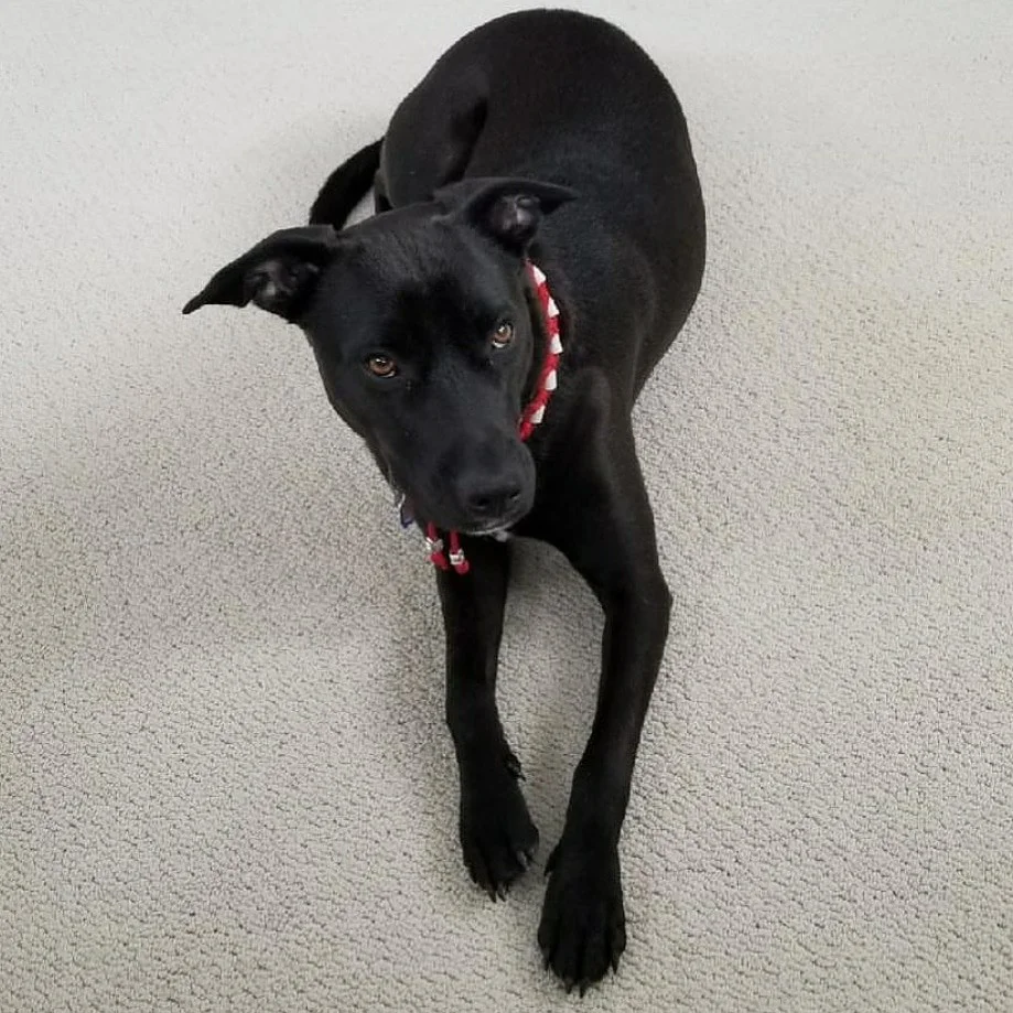 Marley EM collar.jpg