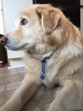 Oliver EM collar.jpg