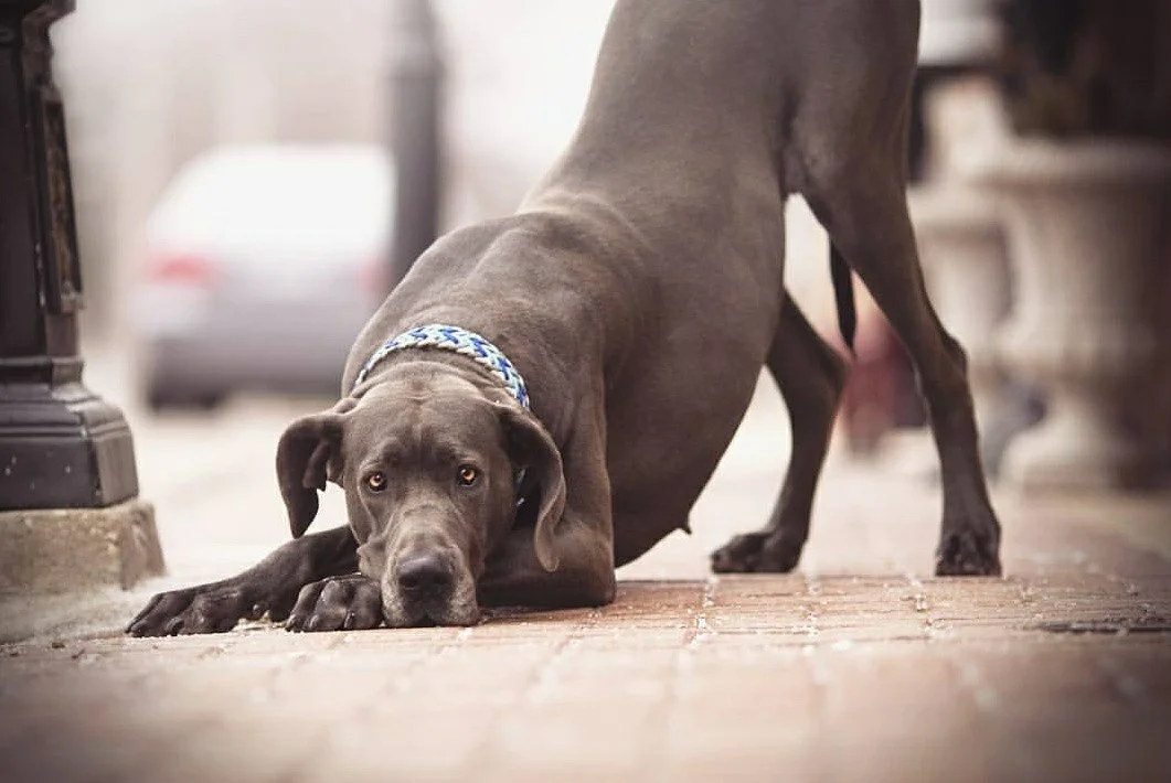 Sofie CHEVRON collar.jpg