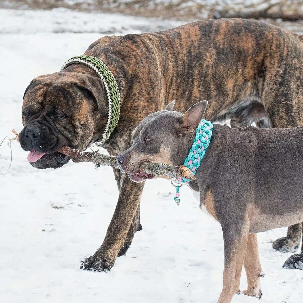 Sava and Burton collars.jpg