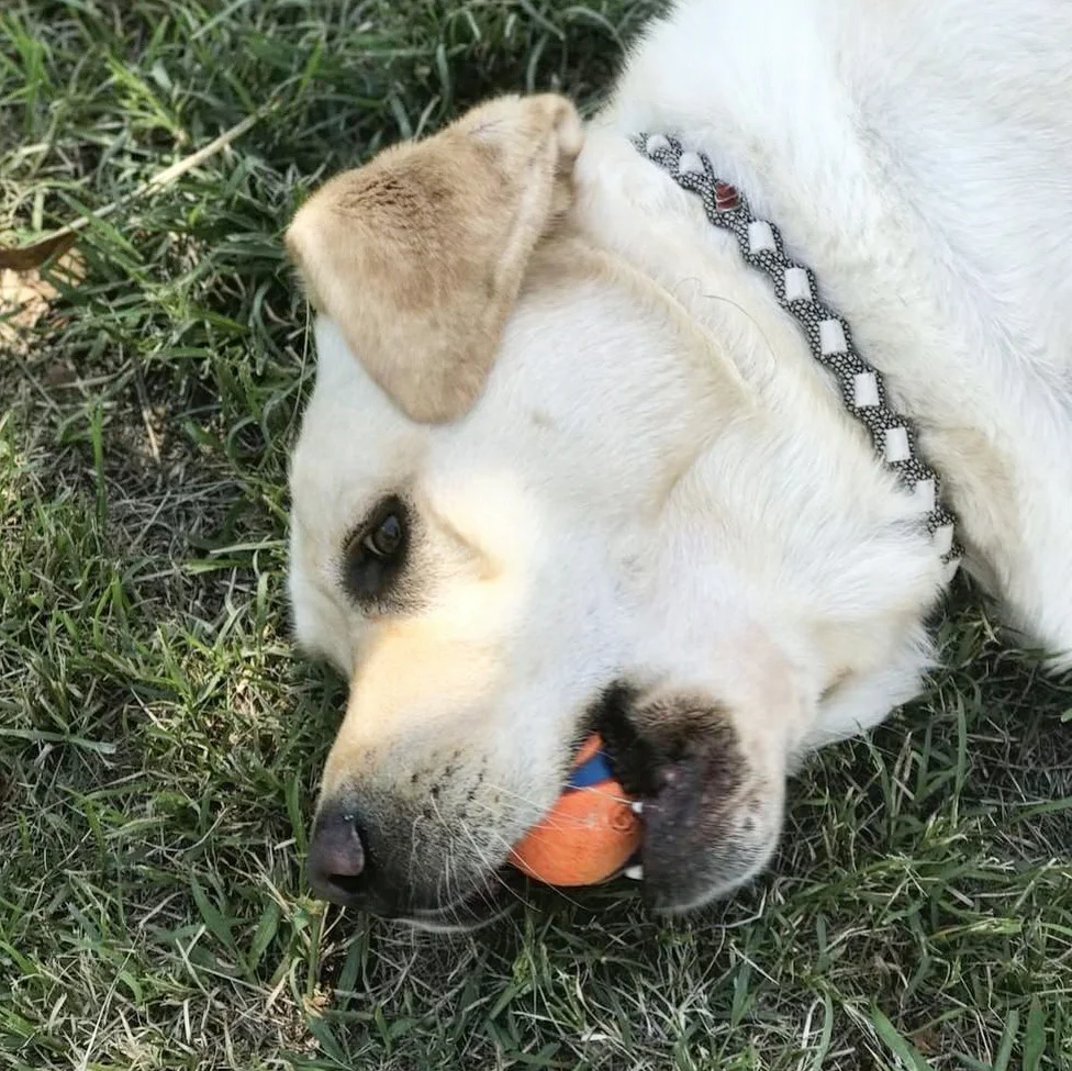 Sonny EM collar.jpg