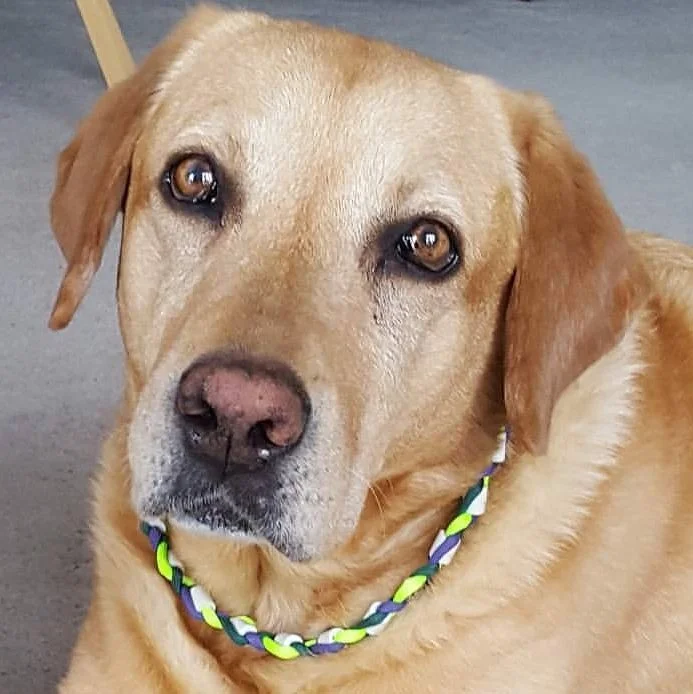Whiskey EM collar.jpg
