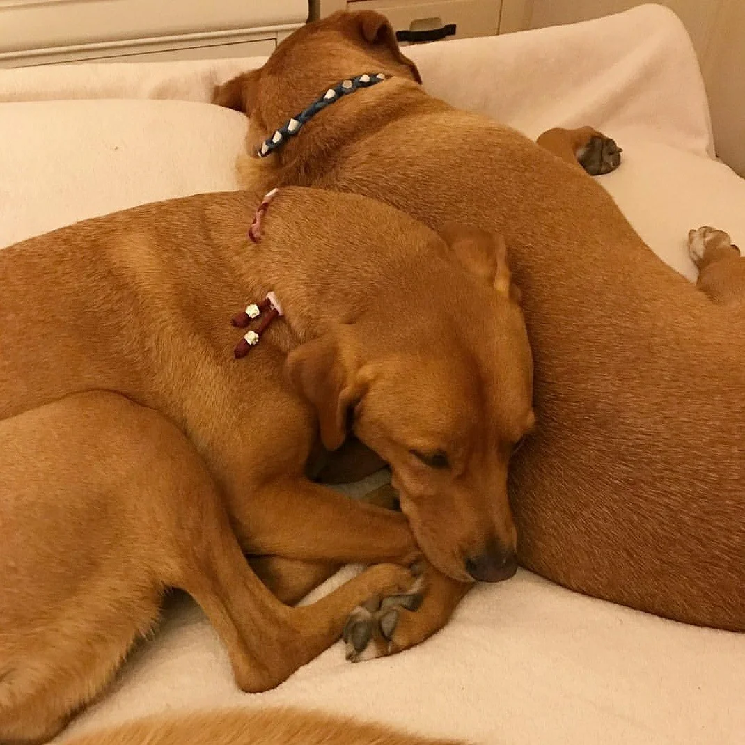 Sunni and Juni EM collar.jpg