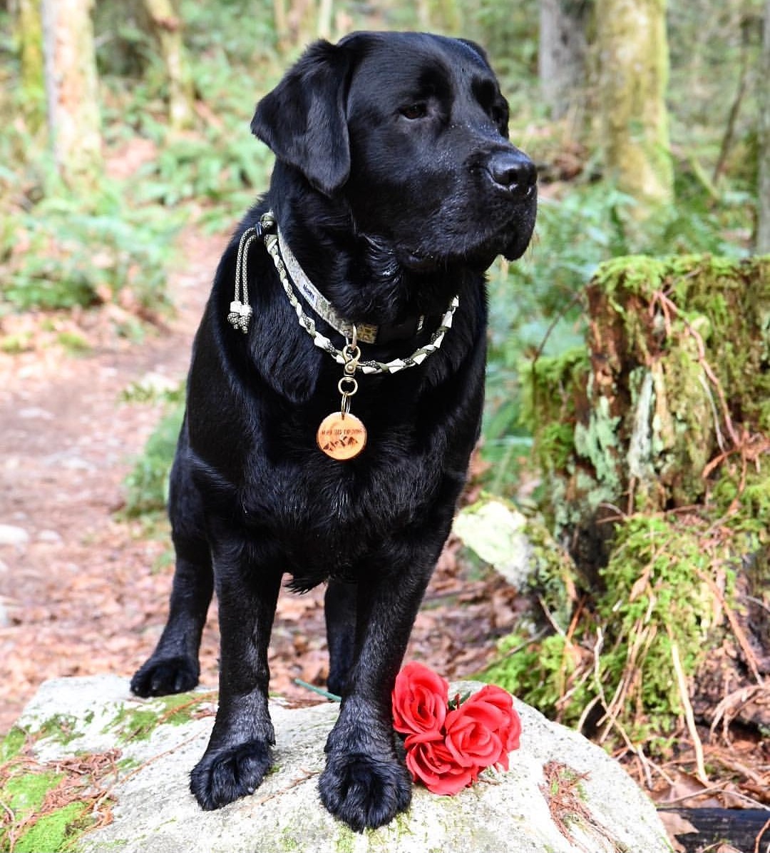 Wilson IG EM collar.jpg