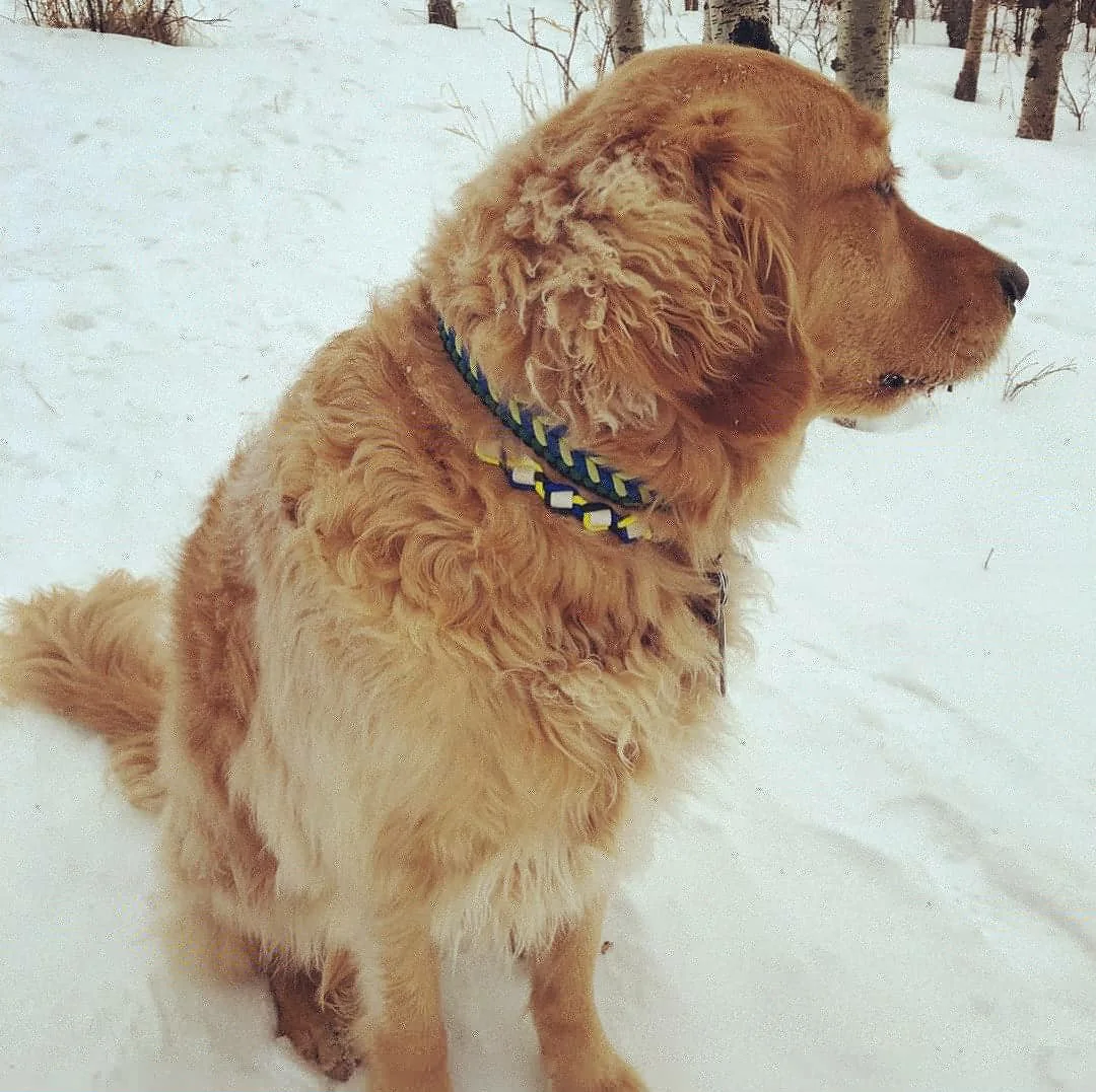 Murphy.jpg