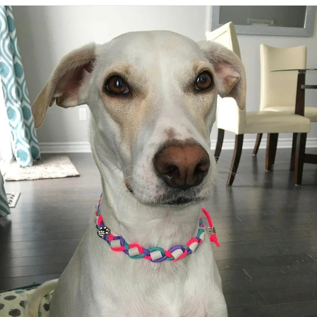Nilla.jpg
