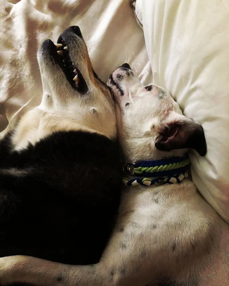 Willie and Vixen.jpg