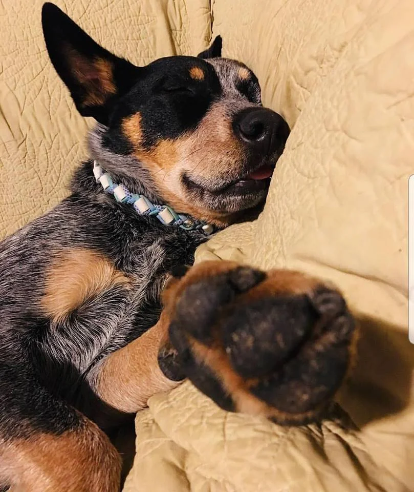 Sprocket.jpg