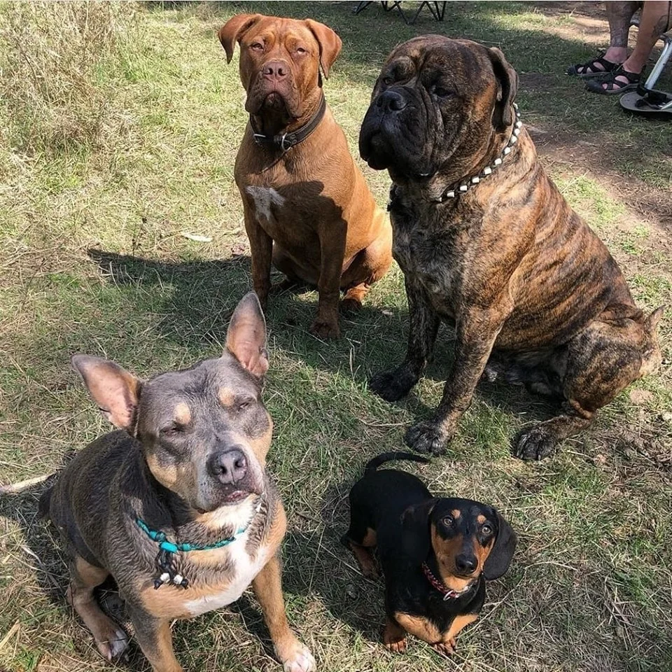 Burton, Sava, Otto, Ruby.jpg