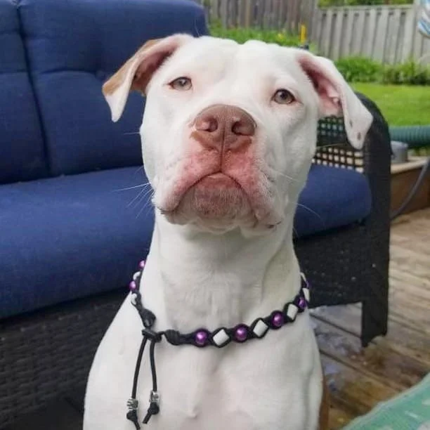 Gracie.jpg