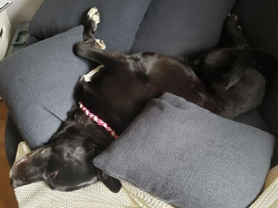 Lily.jpg