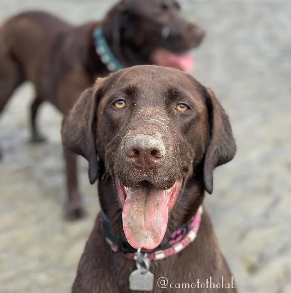 Camote & Canela.jpg