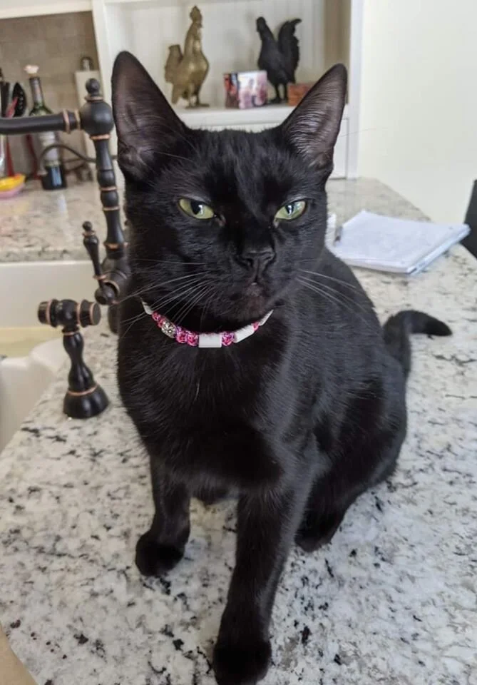 Meowley Syrus.jpg