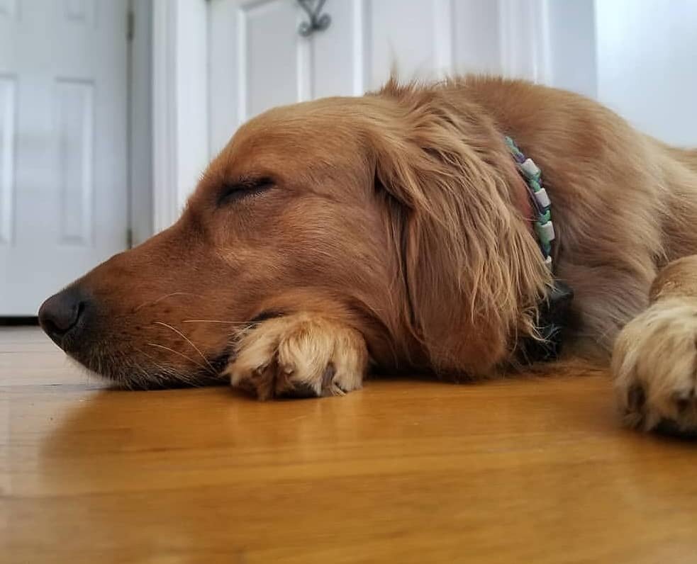 Nala.jpg