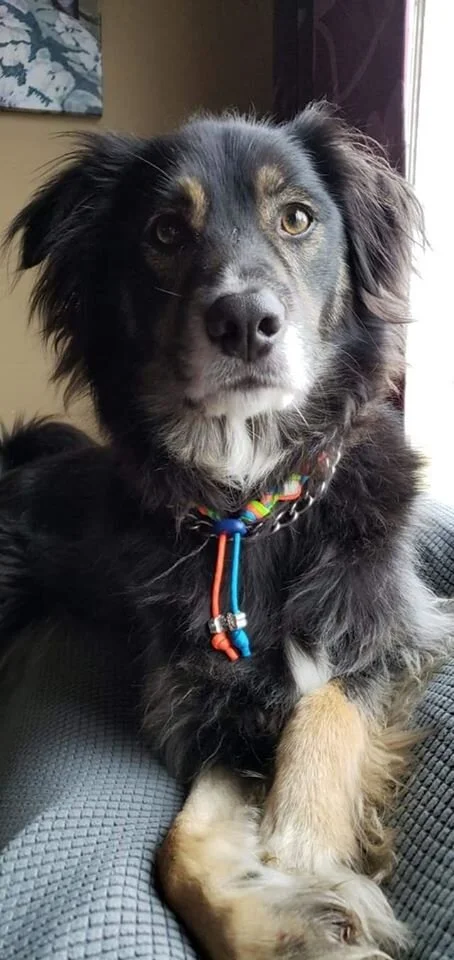 Ruger.jpg