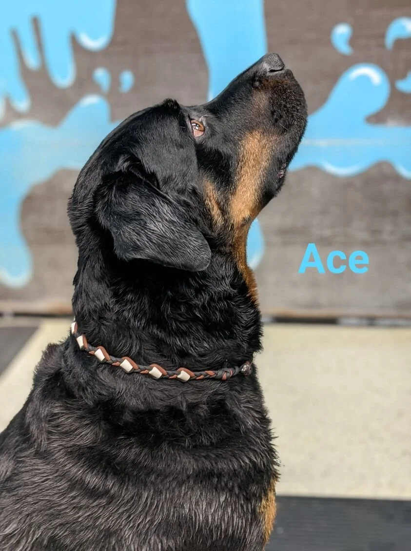 Ace.jpg