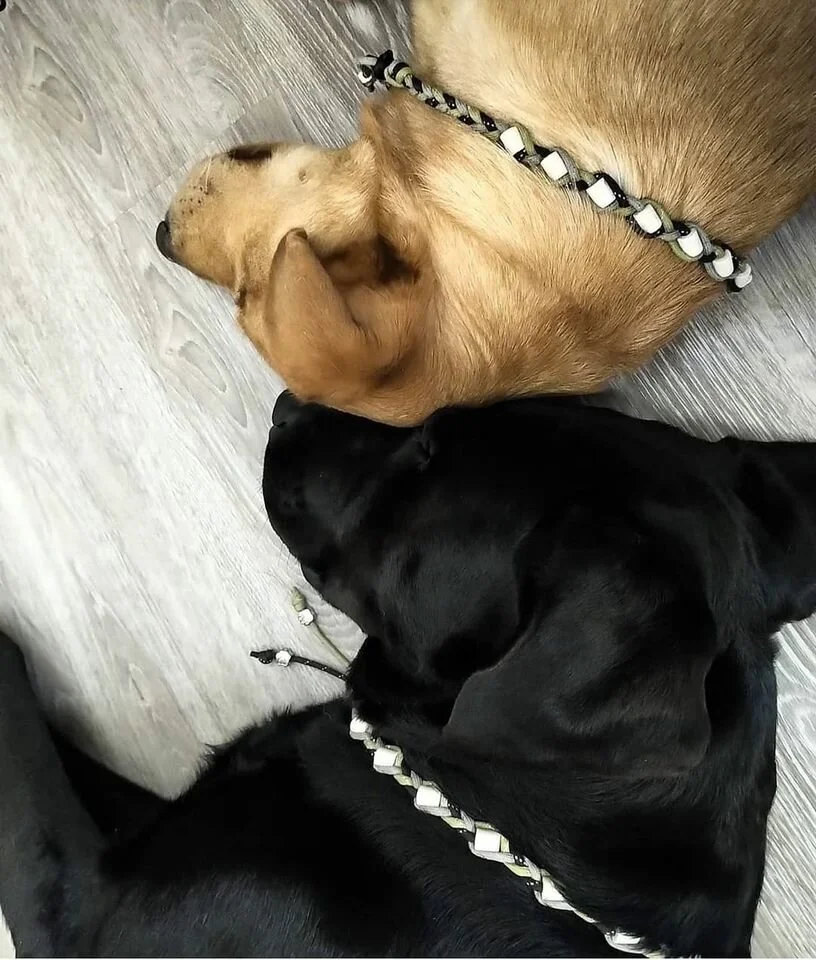 Arlo and Odin.jpg