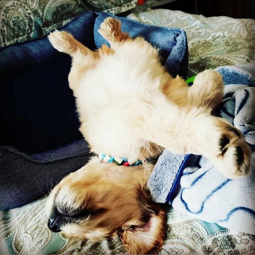 Bentley.jpg