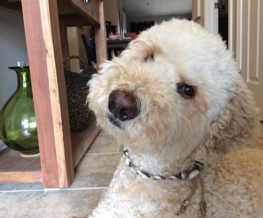 Brody.jpg