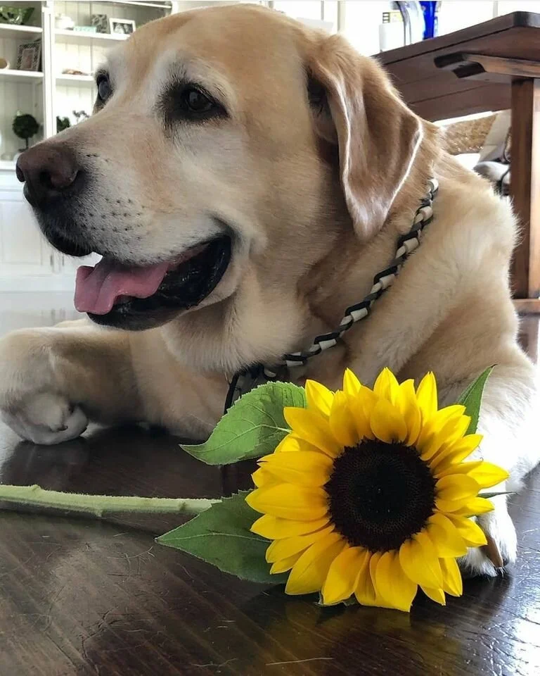 Cooper.jpg