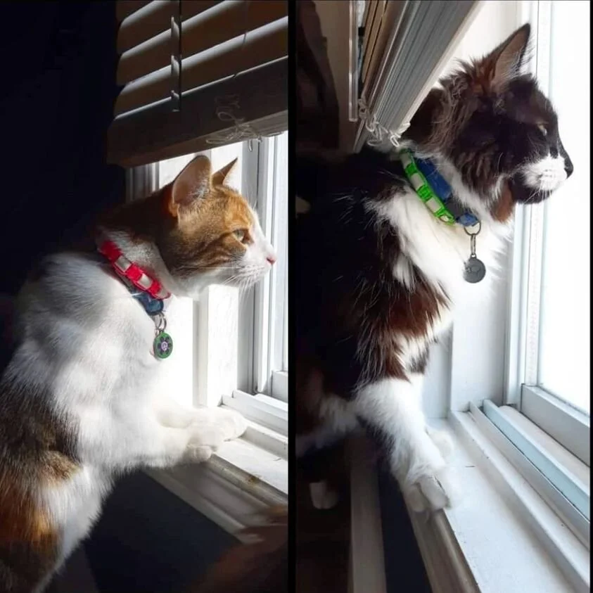 Ivy and Crookschank.jpg