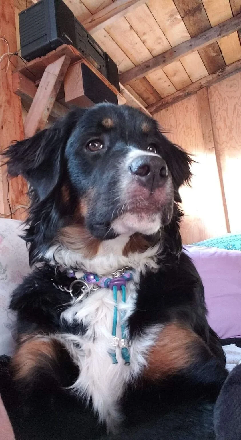 Maggie.jpg