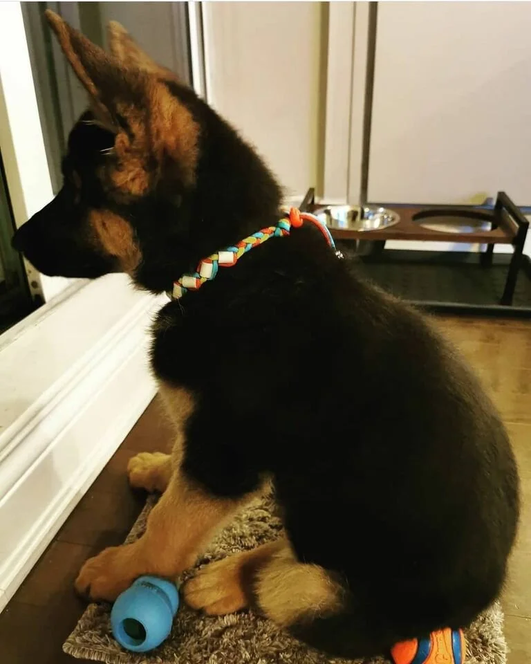 Mishka.jpg