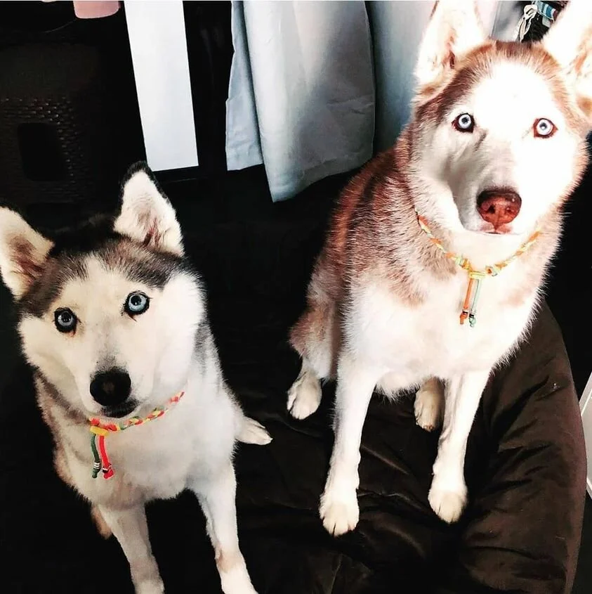 Nala and Koda.jpg