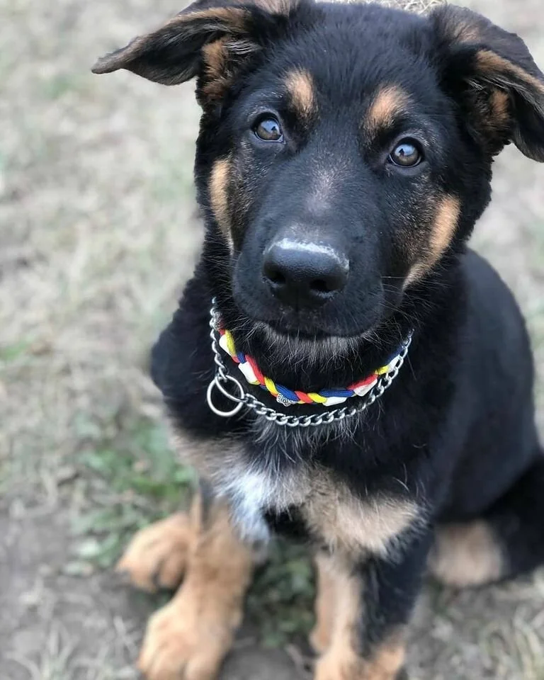 Riggs.jpg