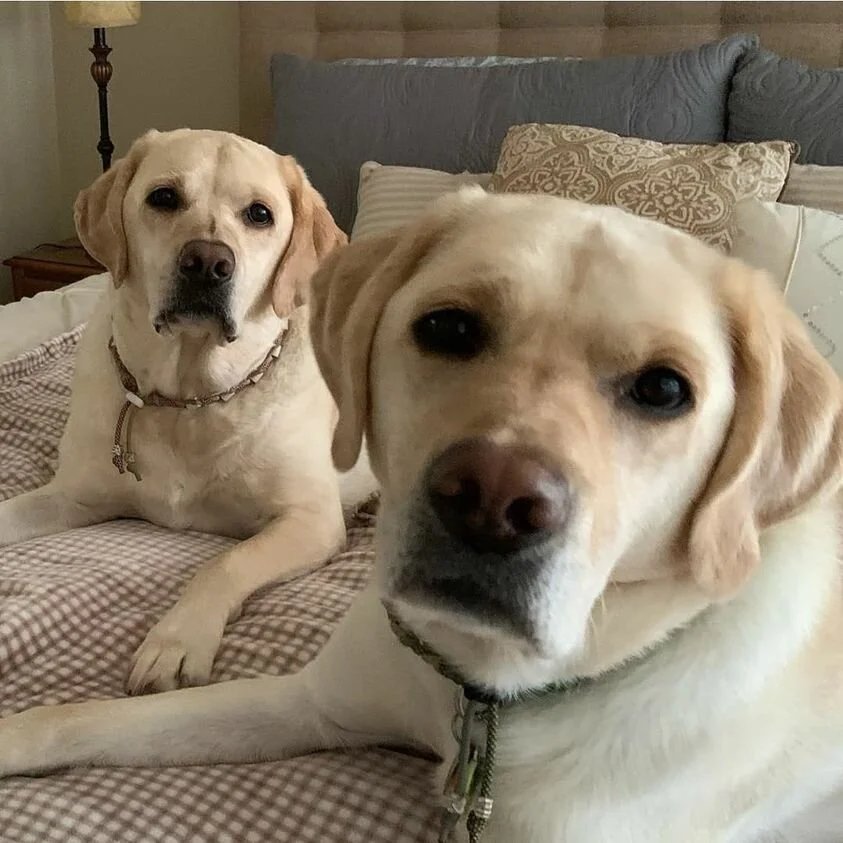 Rocksy and Rexford.jpg